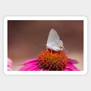 Gray Hairstreak Butterfly on Wild Berry Coneflower Sticker